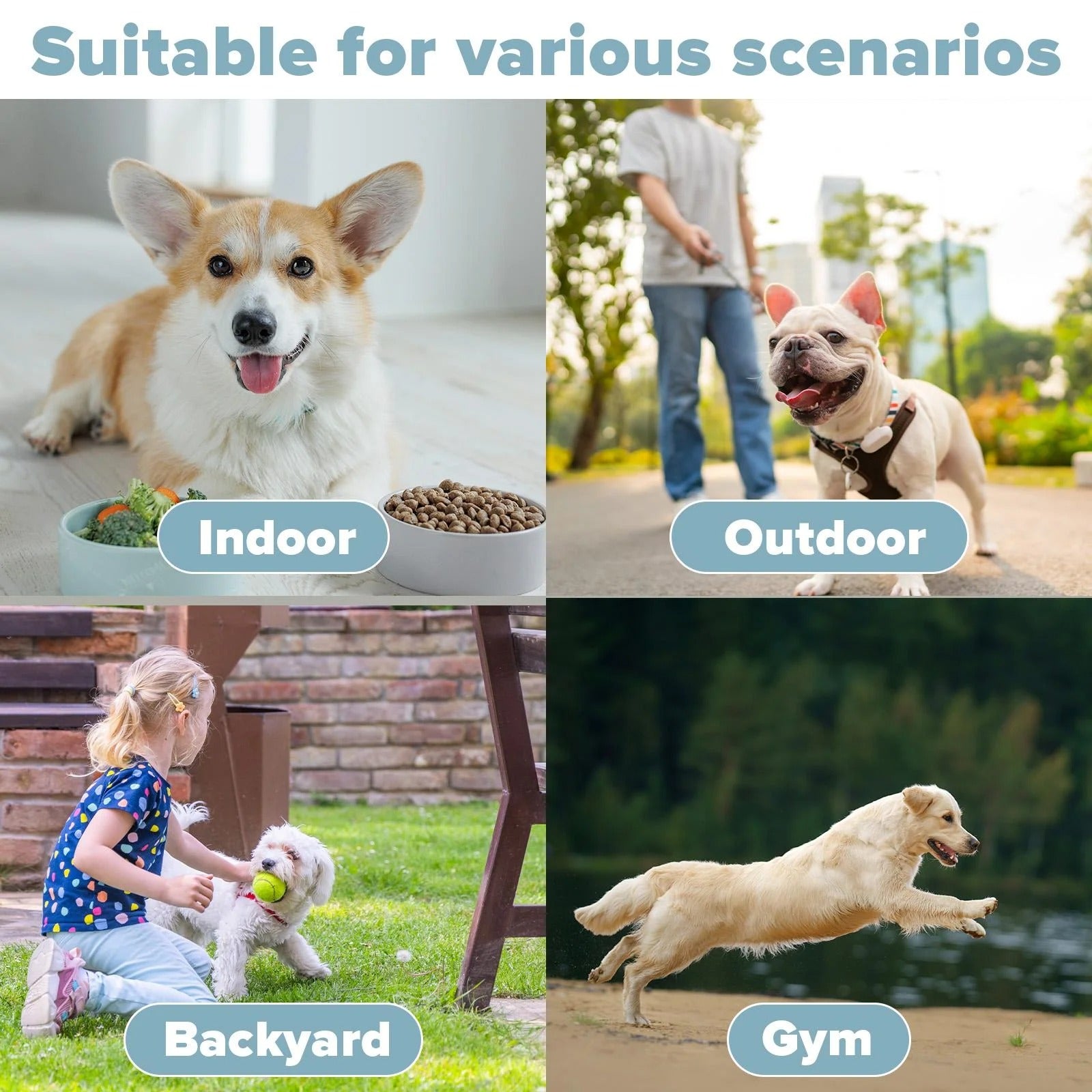 Automatic Dog Ball Launcher