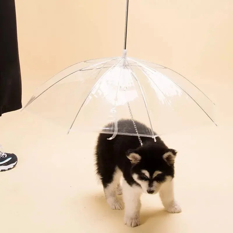 Dog Transparent Umbrella
